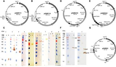 Protective immunity enhanced Salmonella vaccine vectors delivering Helicobacter pylori antigens reduce H. pylori stomach colonization in mice